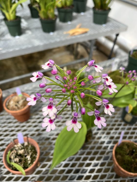 An orchid with white petals and pruple stems growing in a pot in a greenhouse.